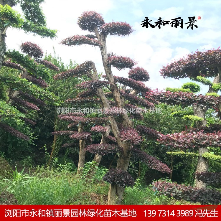 紅繼木基地廠家 瀏陽永和麗景苗木基地