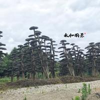 紅花繼木15公分20公分30公分價格實惠 永和麗景