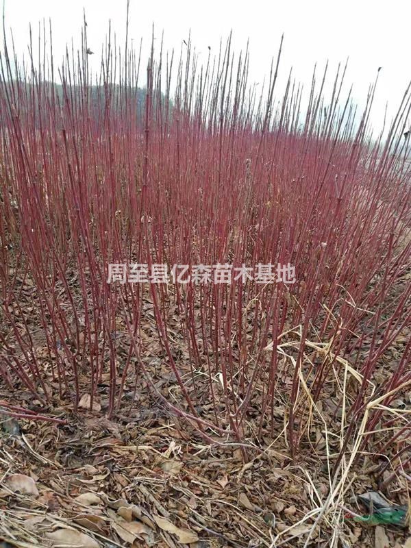 紅瑞木 叢生紅瑞木 營養杯紅瑞木 陜西紅瑞木價格0.7元出售