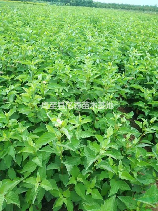 紅瑞木 叢生紅瑞木 營養杯紅瑞木 陜西紅瑞木價格0.7元出售