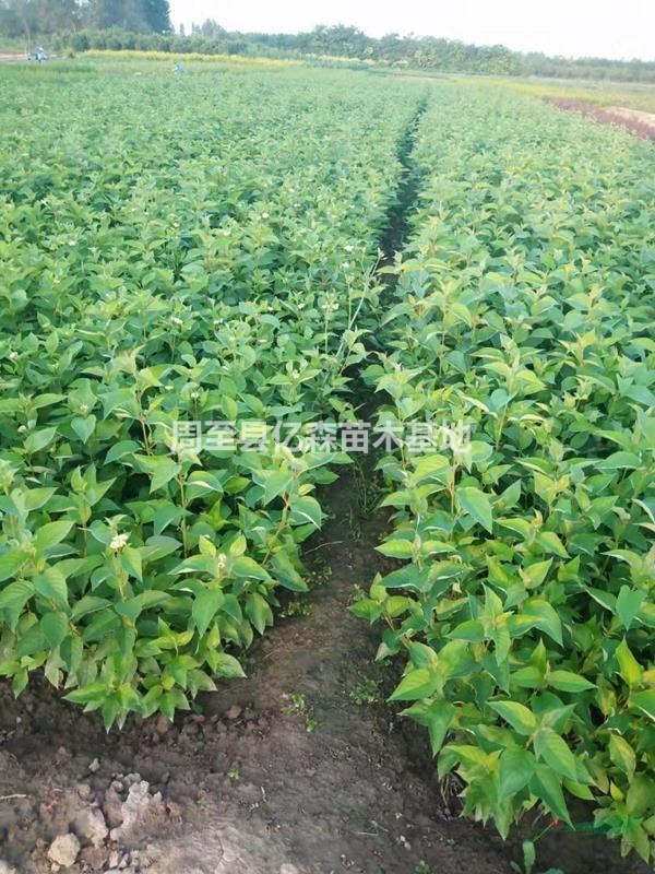 紅瑞木 叢生紅瑞木 營養杯紅瑞木 陜西紅瑞木價格0.7元出售