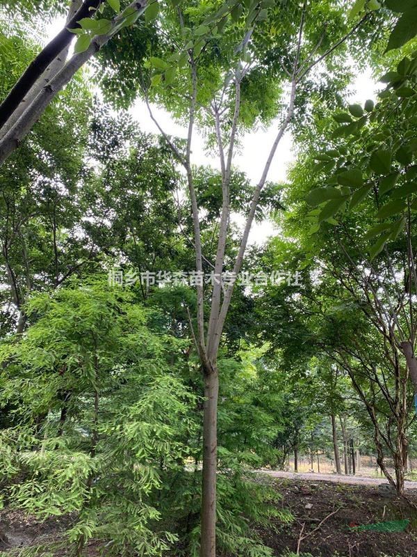 退林低價(jià)17公分黃山欒樹-浙江省桐鄉(xiāng)市-黃山欒樹價(jià)格-大量