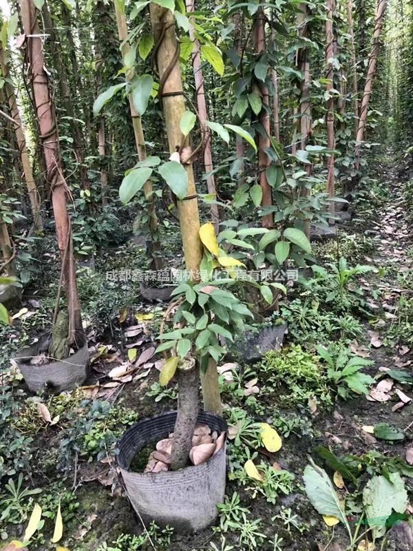 長春油麻藤基地 油麻藤工程苗 油麻藤常綠種植基地