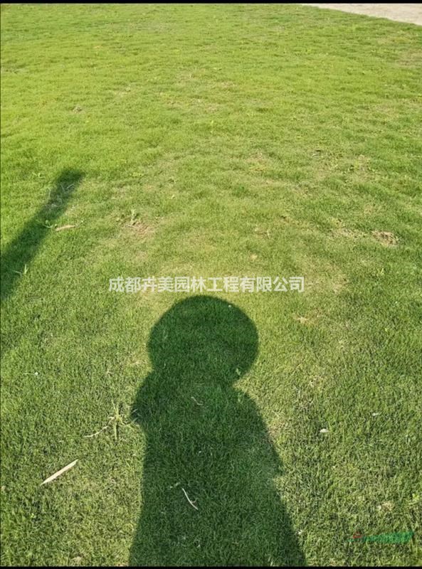 臺灣二號草坪最新價格多少，哪里有貨？