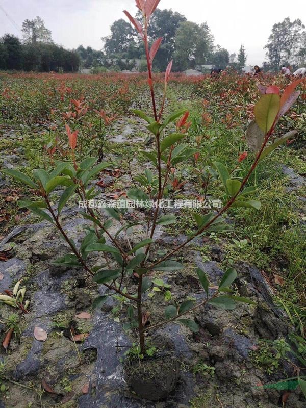 紅葉石楠小苗基地 批發(fā)紅葉石楠 紅葉石楠價(jià)格