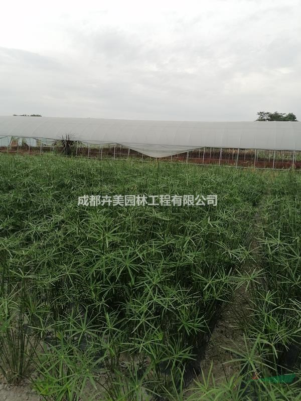 杯苗旱傘草，批發(fā)旱傘草，四川基地旱傘草