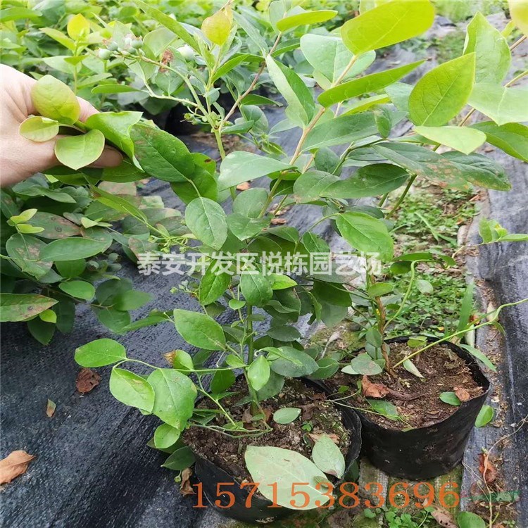萊克西藍(lán)莓苗價(jià)格 山東藍(lán)莓苗基地 兩年藍(lán)莓苗價(jià)格 營養(yǎng)缽藍(lán)莓