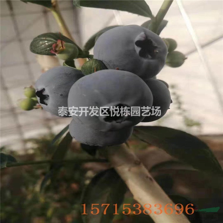 萊克西藍(lán)莓苗價(jià)格 山東藍(lán)莓苗基地 兩年藍(lán)莓苗價(jià)格 營養(yǎng)缽藍(lán)莓