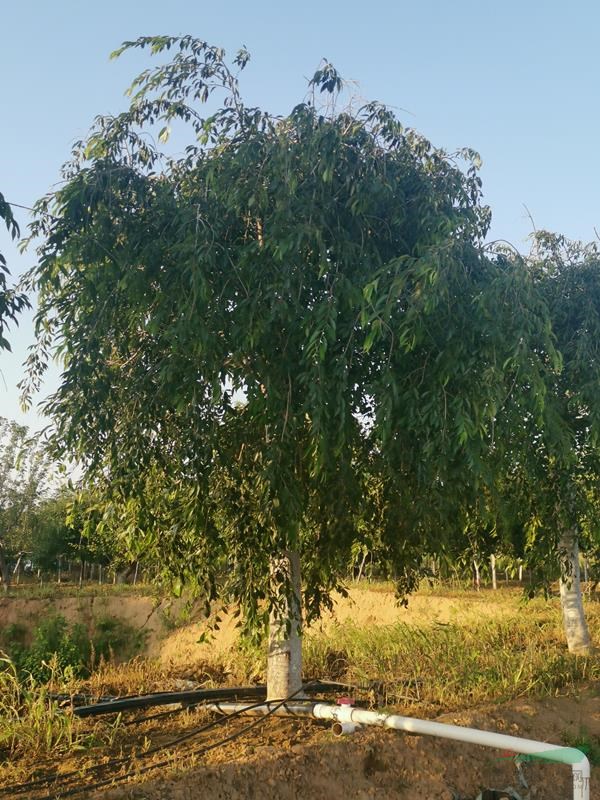 八重紅枝垂櫻