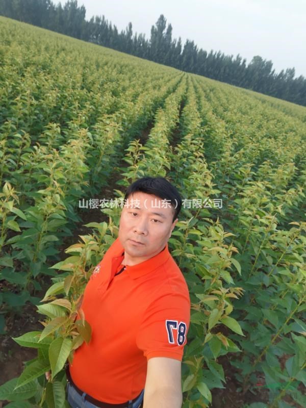 飛寒櫻小苗