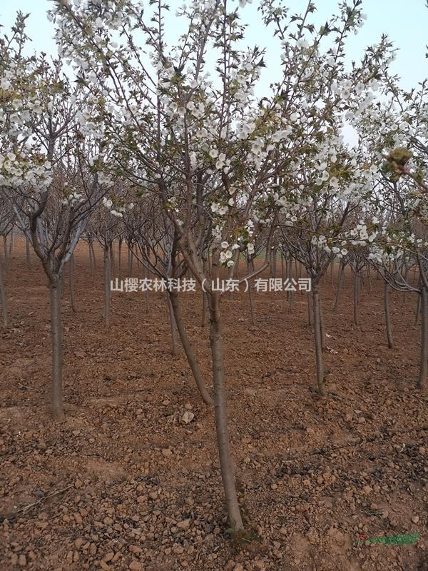 駿河臺(tái)香櫻