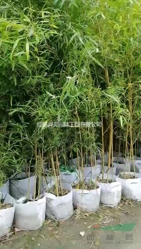 金鑲玉竹，高1.2-1.5米金鑲玉竹，袋苗，批量出售