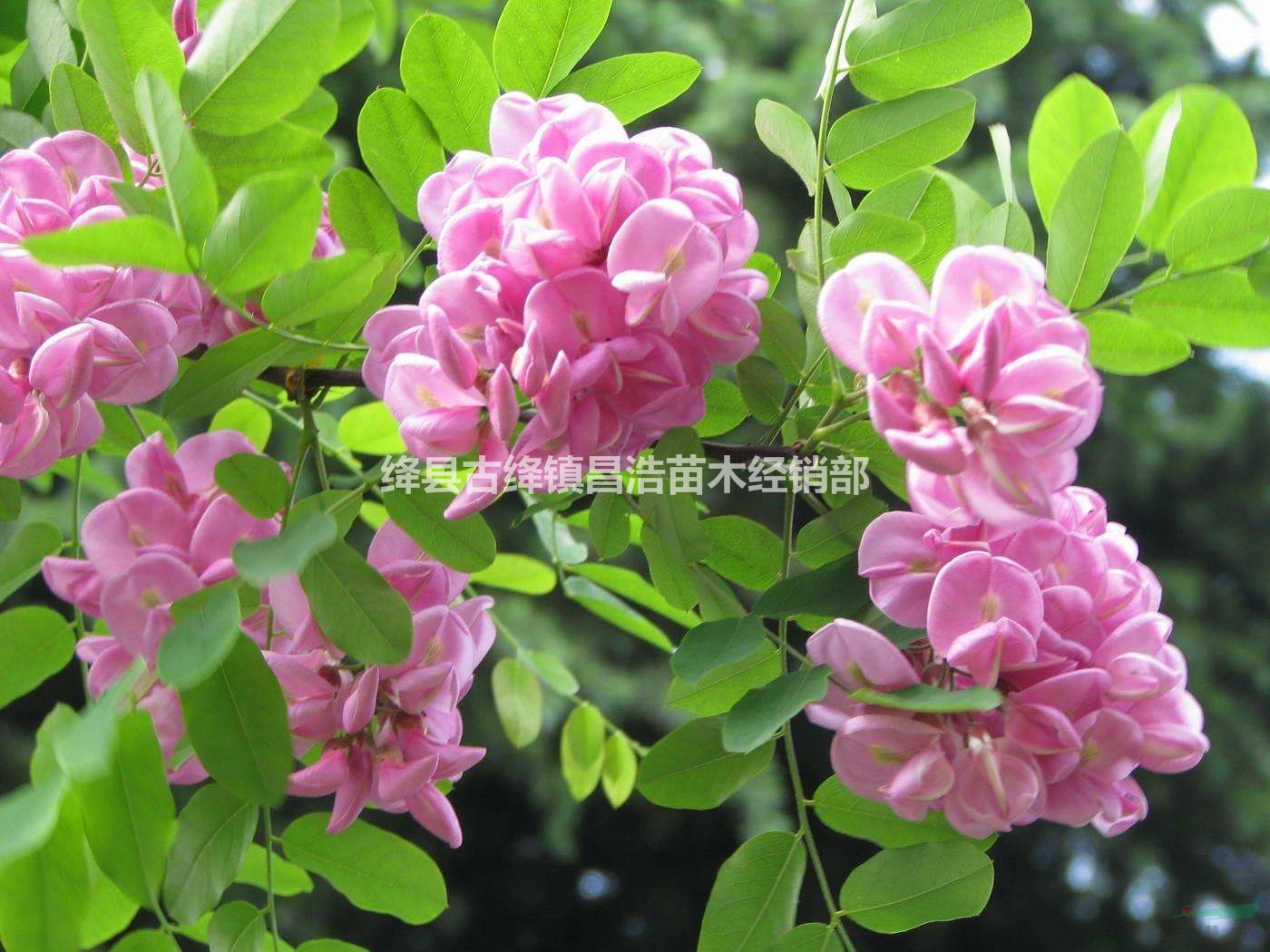 目前胸徑4公分香花槐多少錢一棵？4公分香花槐批發(fā)多少錢一棵？