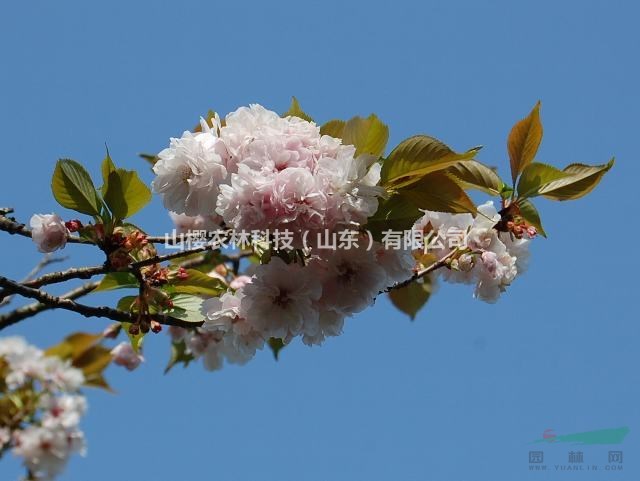 厚岸泰山府君櫻