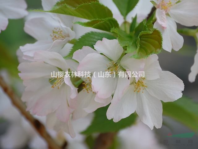 蝴蝶櫻