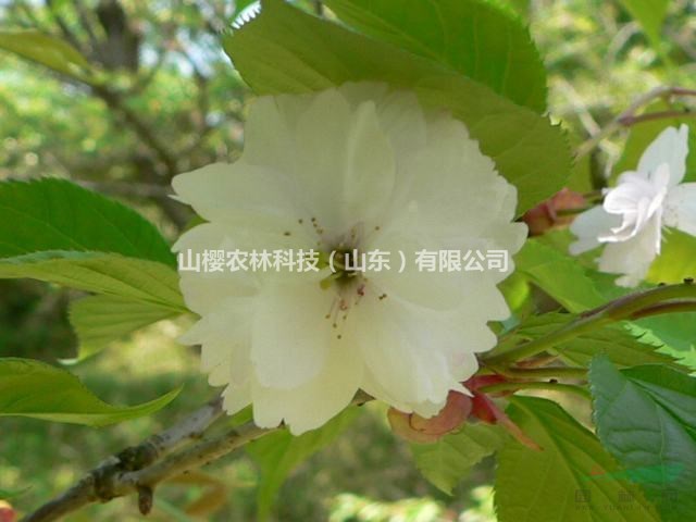 奈良八重櫻