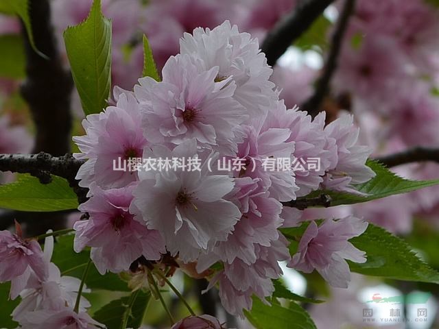 寶珠櫻