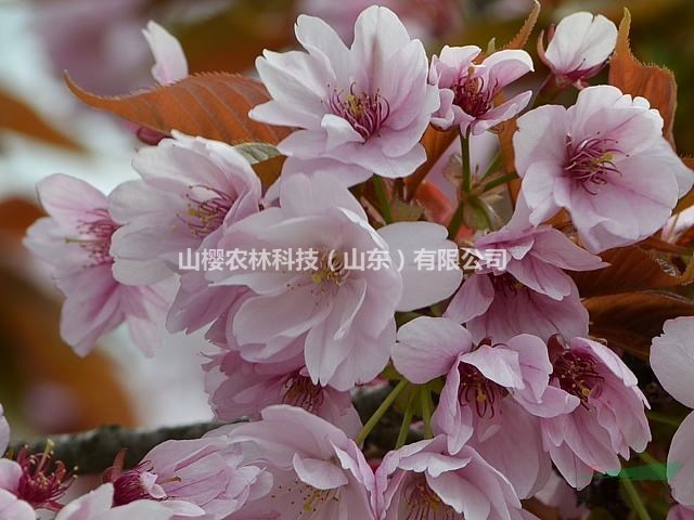 八重紫櫻