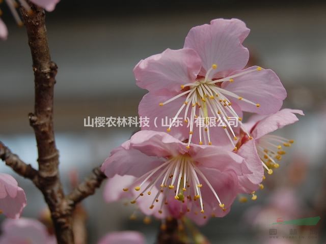 椿寒櫻