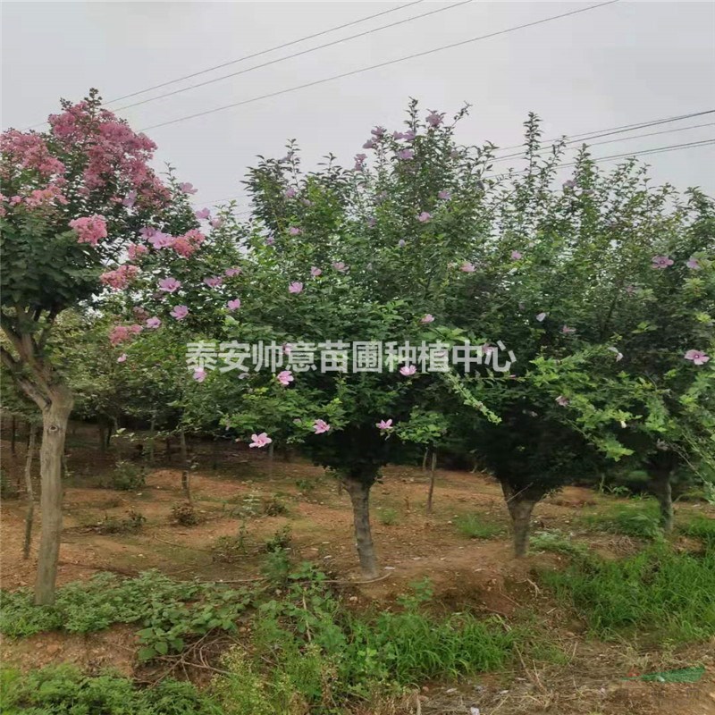 6公分木槿基地我买7公分木槿木槿价格