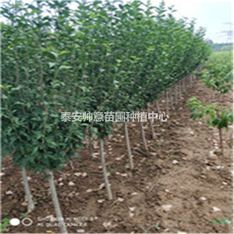 6公分木槿基地我买7公分木槿木槿价格