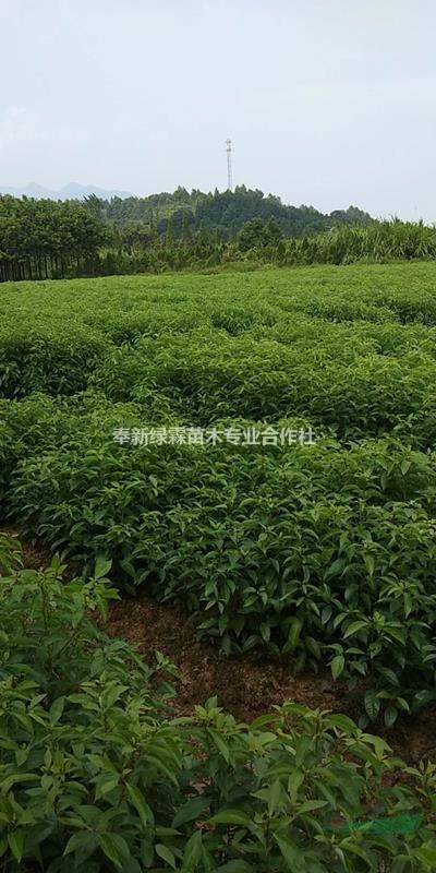 出售一年生香樟小苗50萬棵，1-2公分香樟苗大量