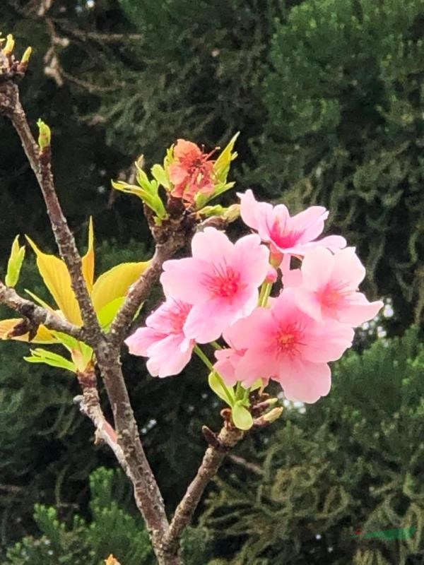 大漁櫻嫁接苗