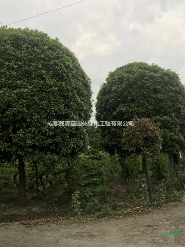 成都桂花基地 柳葉桂基地 金桂花批發(fā)基地