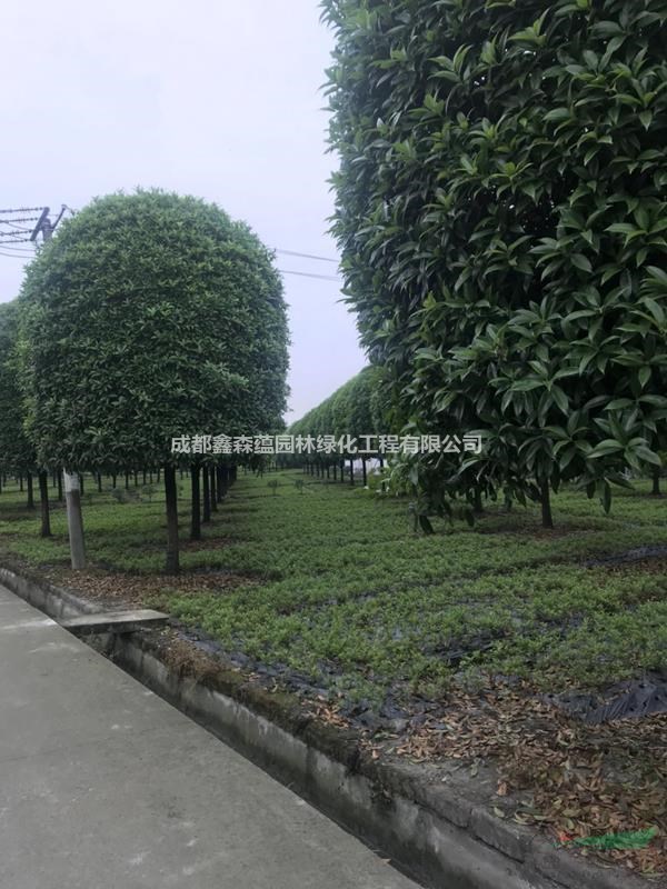 成都桂花基地 柳葉桂基地 金桂花批發(fā)基地