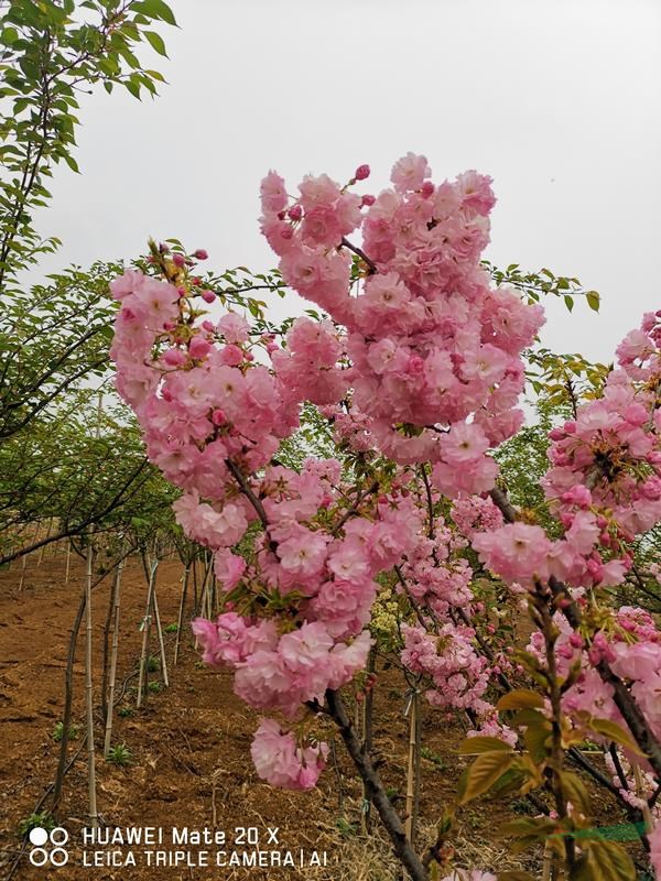 八重紅虎尾櫻