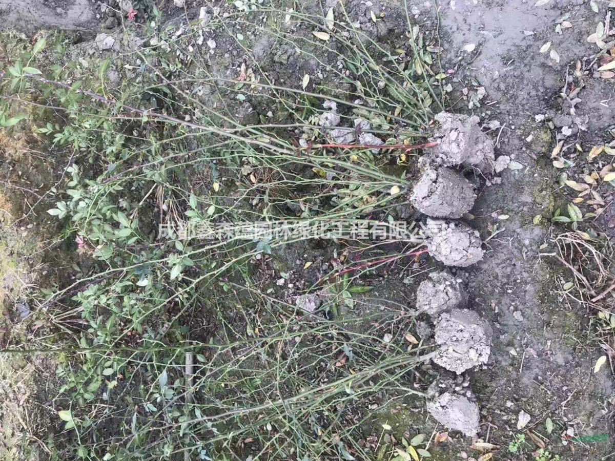 香水月季批發(fā)基地 安吉拉月季價格 批發(fā)安吉拉月季