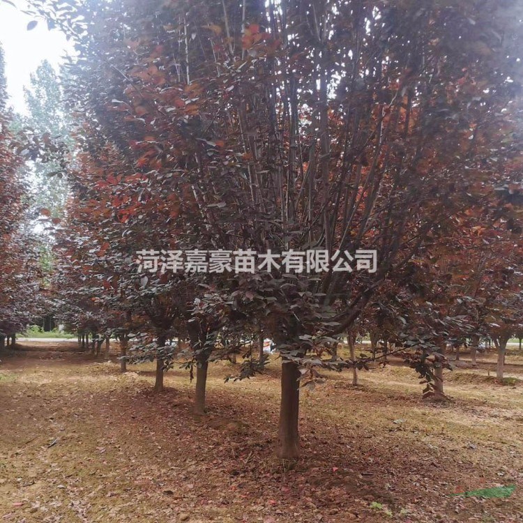 8公分紫葉李新上市價(jià)格