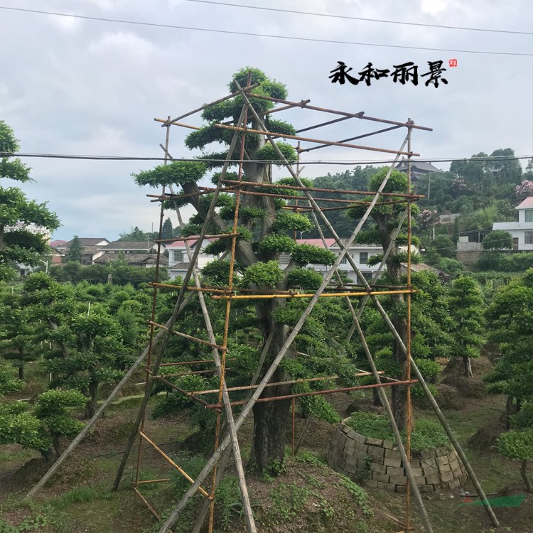 榆樹(shù) 瀏陽(yáng)永和麗景苗木基地 一手貨源基地直銷(xiāo)