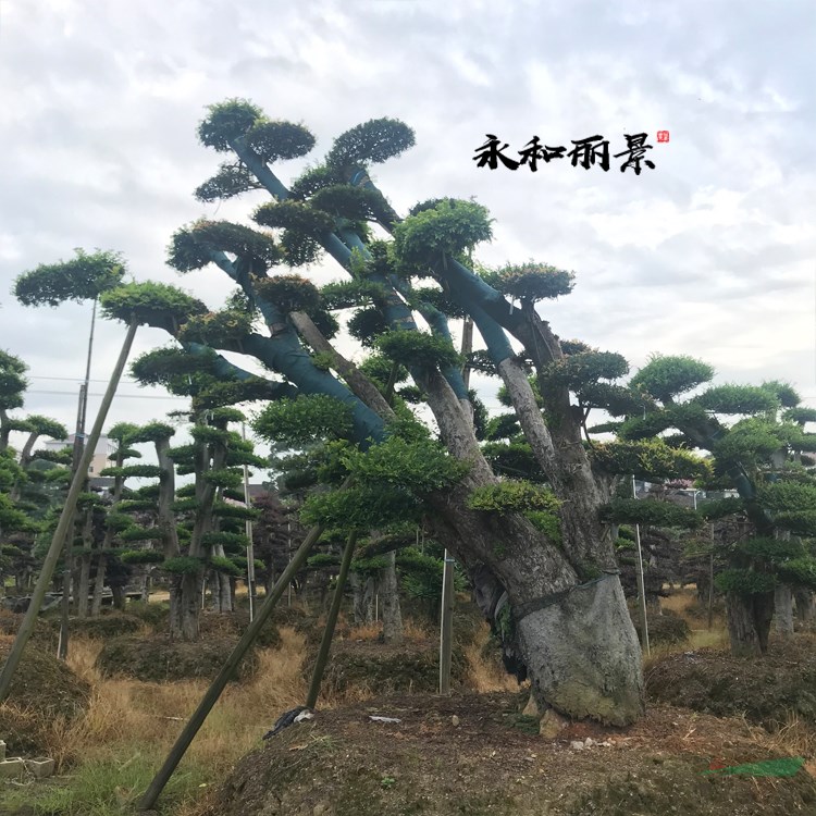 榆樹(shù) 瀏陽(yáng)永和麗景苗木基地 一手貨源基地直銷(xiāo)