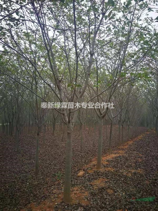 出售6-9 公分早櫻，早櫻數(shù)量大，早櫻種植基地。