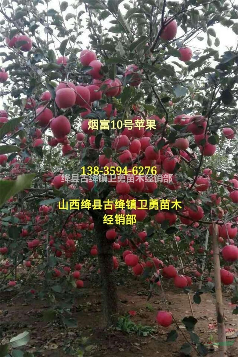 山西量苹果树种植基地供应 5/6/7/8公分红富士苹果树