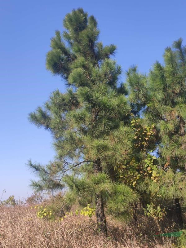 國(guó)外松