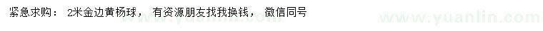 求購(gòu)2米金邊黃楊球