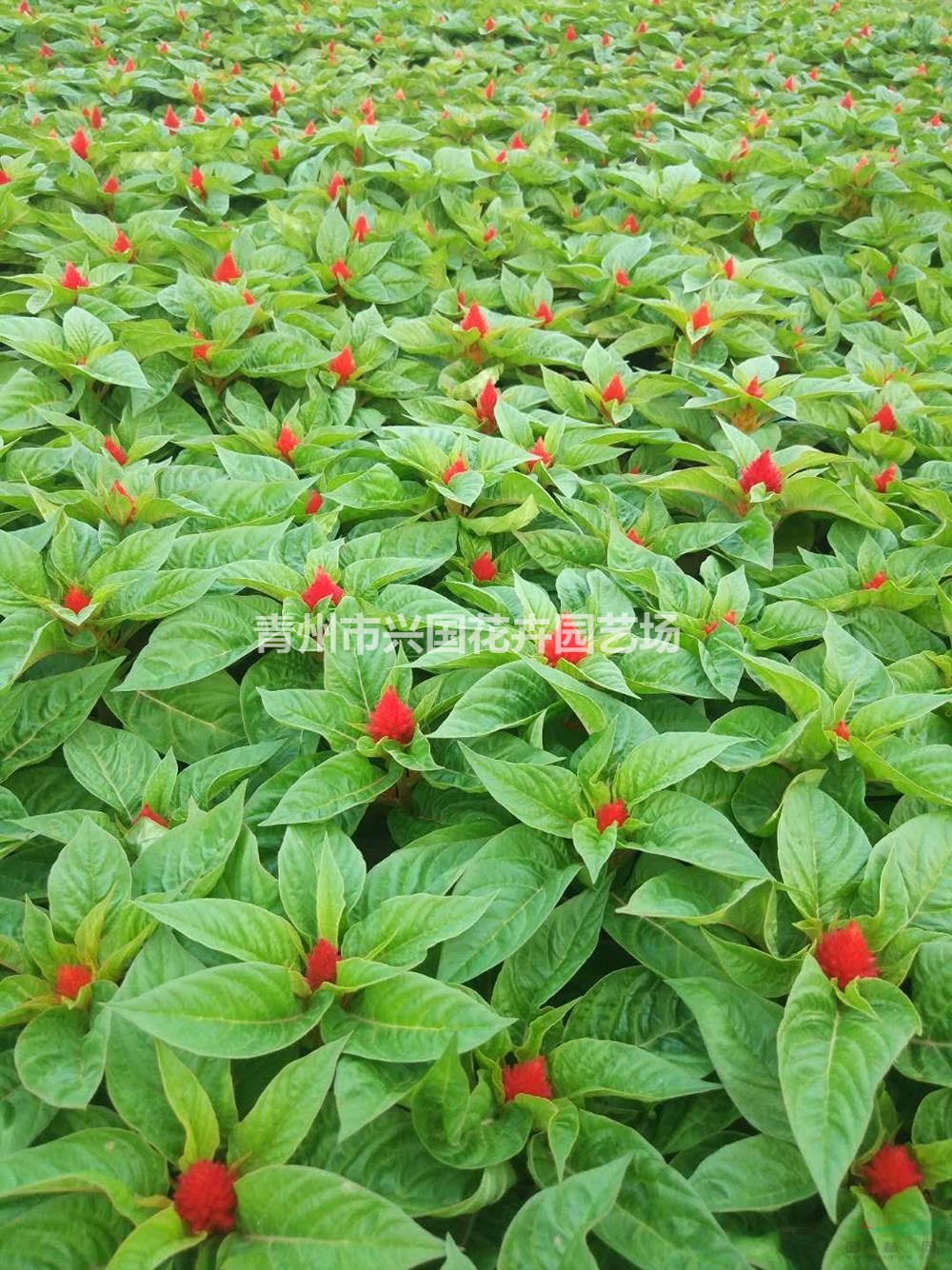 山東雞冠花 青州雞冠花價(jià)格0.2元 行情報(bào)價(jià)/山東雞冠花 青州雞冠花價(jià)格0.2元 圖片展示