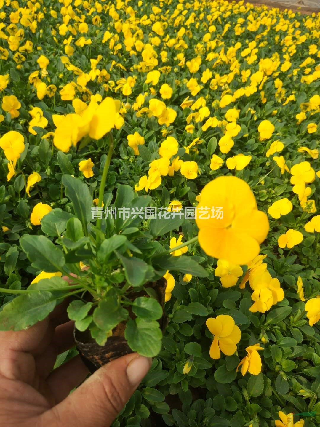 2020年山東角堇（藍色 黃色） 青州角堇價格0.25元 山東四季草花批發(fā)新報價