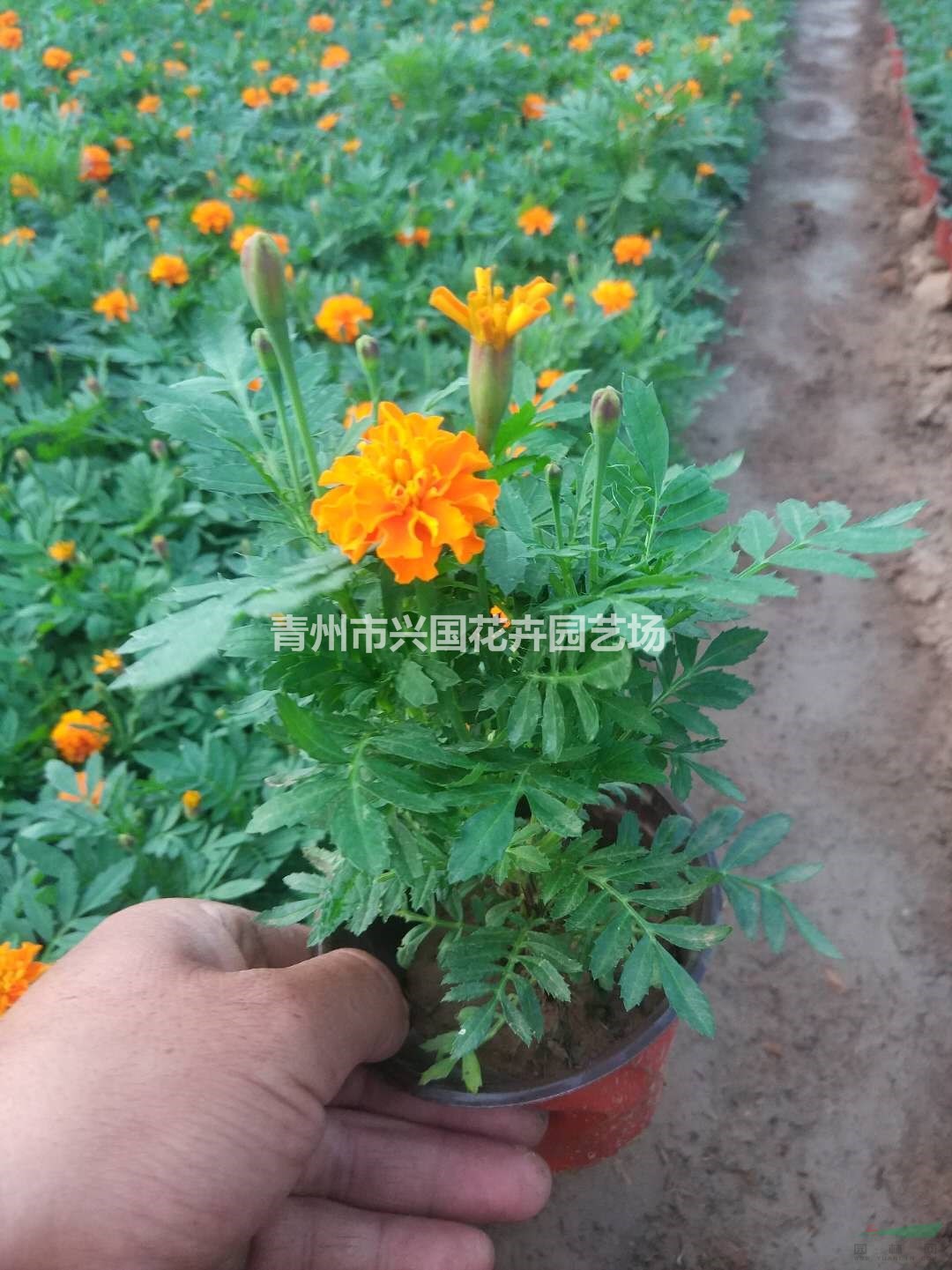 優(yōu)質(zhì)特價(jià)孔雀草 山東孔雀草價(jià)格0.2元 青州孔雀草產(chǎn)地直銷