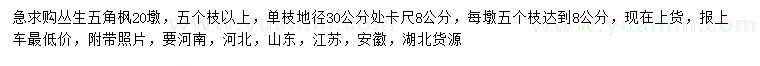 求購五個枝以上叢生五角楓