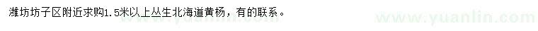 求購1.5米以上叢生北海道黃楊