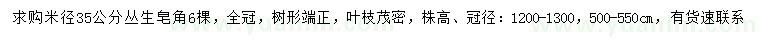 求購米徑35公分叢生皂角