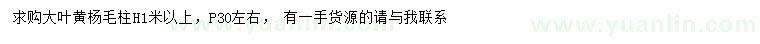 求購高1米以上大葉黃楊柱