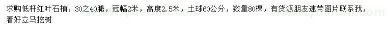 求購高2.5米紅葉石楠