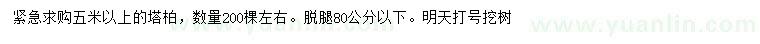 求購5米以上塔柏