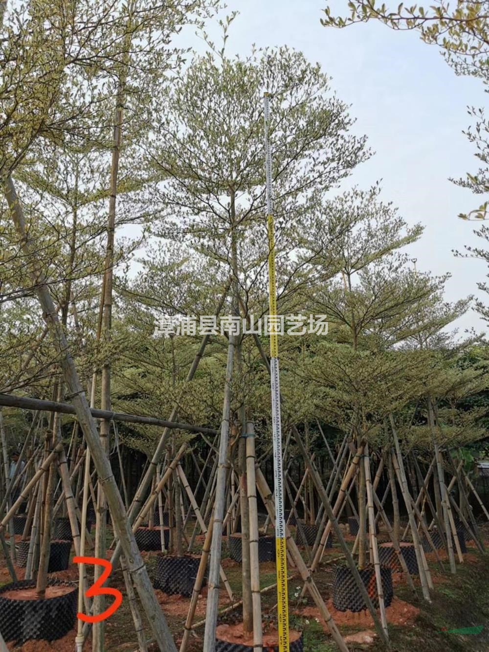 福建錦葉欖仁  漳州錦葉欖仁價(jià)格 可供廣東錦葉欖仁哪里好/哪家便宜