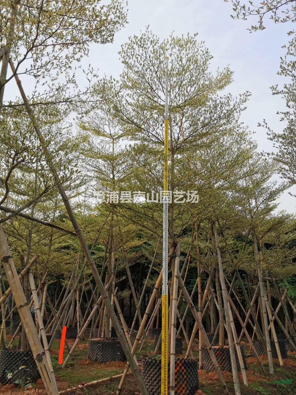 福建錦葉欖仁  漳州錦葉欖仁價(jià)格 可供廣東錦葉欖仁哪里好/哪家便宜