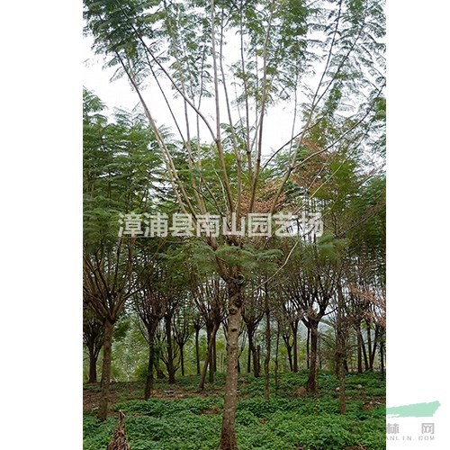 優(yōu)質(zhì)特價福建藍花楹 漳州藍花楹價格 藍花楹農(nóng)戶產(chǎn)地直銷